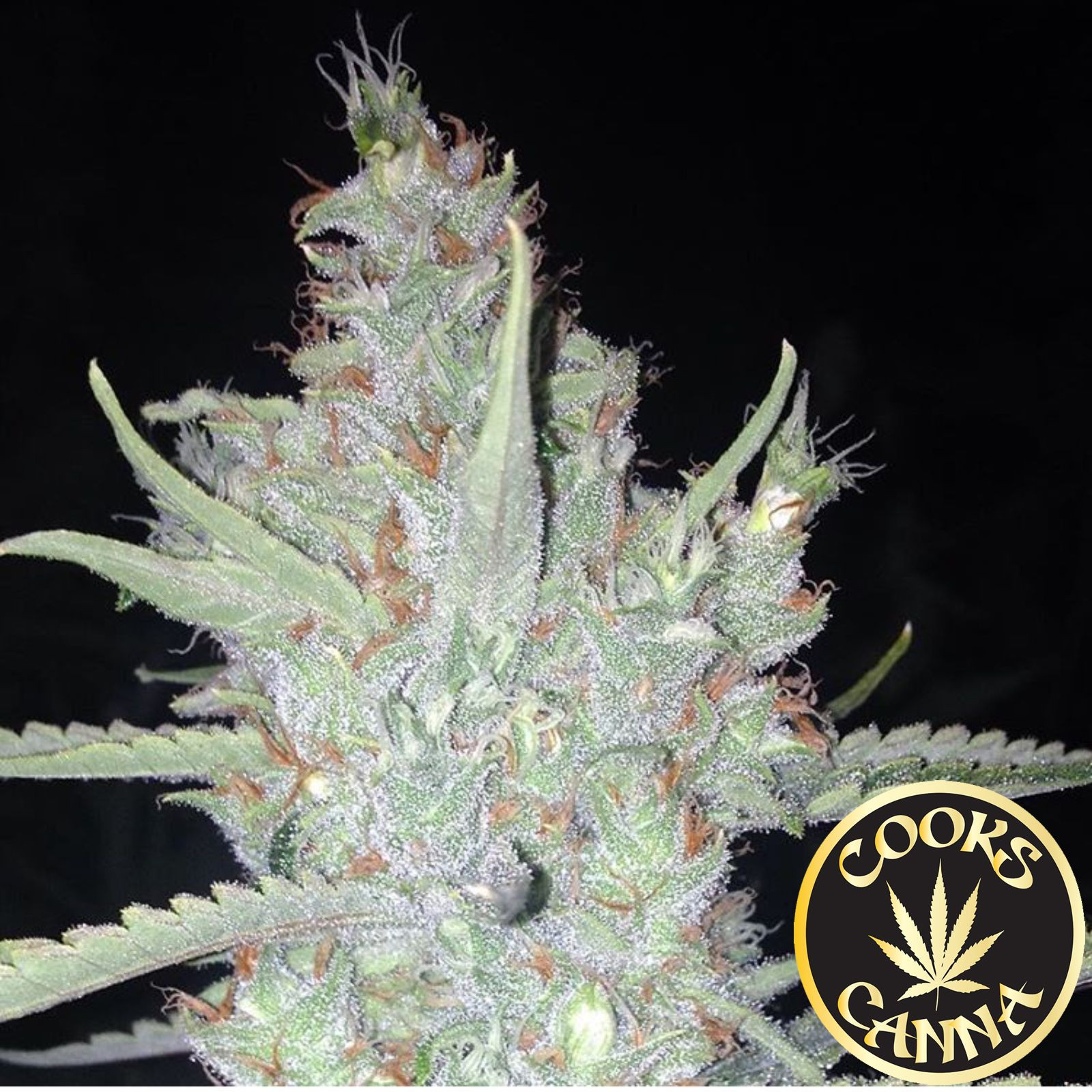 Cooks Canna Super Lemon Haze Leafly